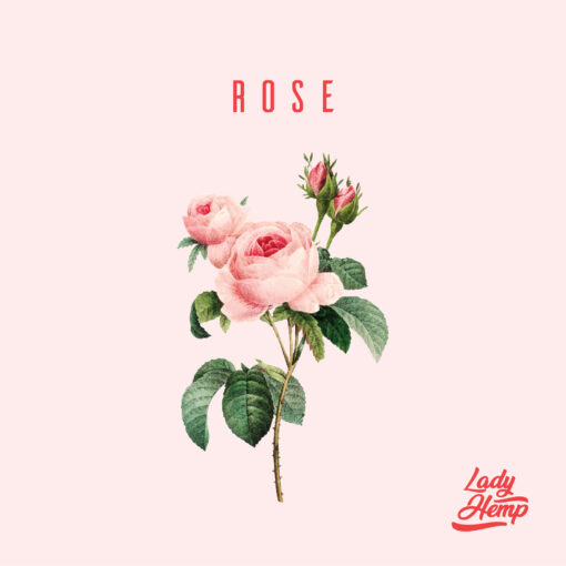 rose by lady hemp