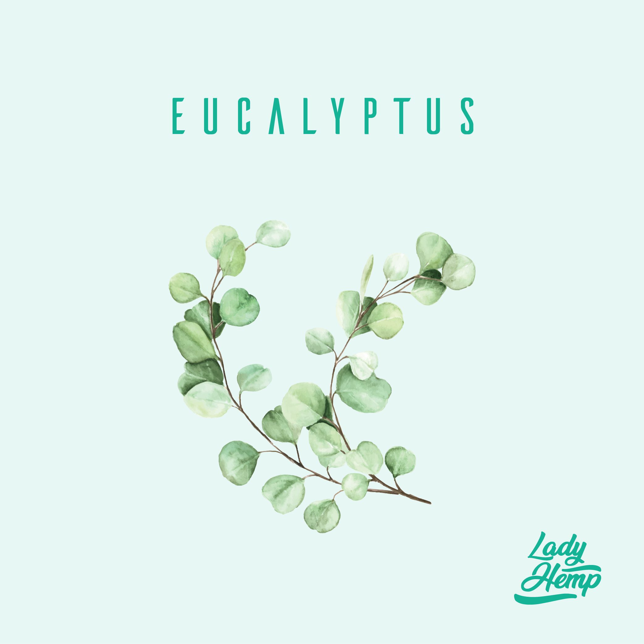 eucalyptus by lady hemp